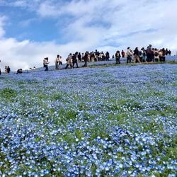 Nemophila carpet（ネモフィラカーペット） 6枚目の画像