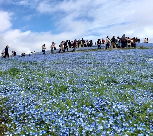 Nemophila carpet（ネモフィラカーペット） 6枚目の画像