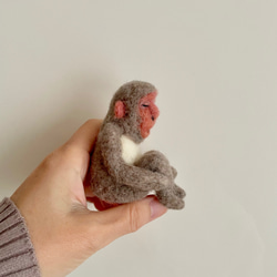日本獼猴變小了 第4張的照片