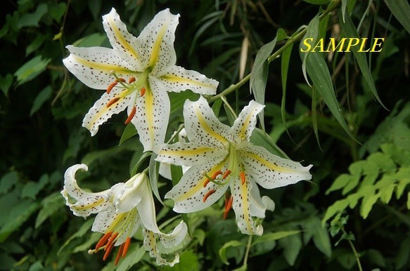 リビングを華やかに♪　Ａ４サイズ写真「山百合の花」 1枚目の画像