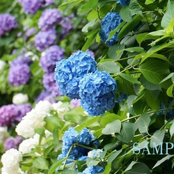 ０２9)梅雨の花　アジサイ　ポストカード５枚組 1枚目の画像