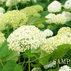 ０２9)梅雨の花　アジサイ　ポストカード５枚組 3枚目の画像