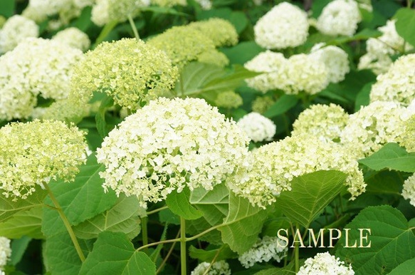 ０２9)梅雨の花　アジサイ　ポストカード５枚組 3枚目の画像