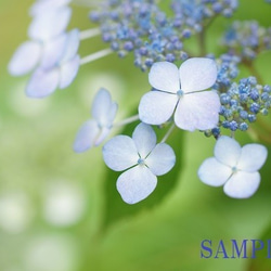 ０２9)梅雨の花　アジサイ　ポストカード５枚組 5枚目の画像