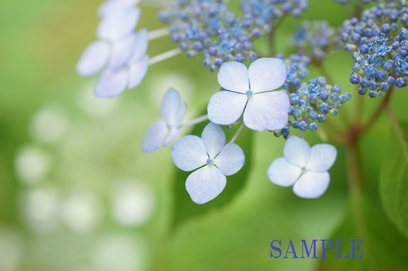 ０２9)梅雨の花　アジサイ　ポストカード５枚組 5枚目の画像