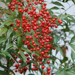 030)　秋から冬へ「可愛い植物の実」ポストカード５枚組 5枚目の画像