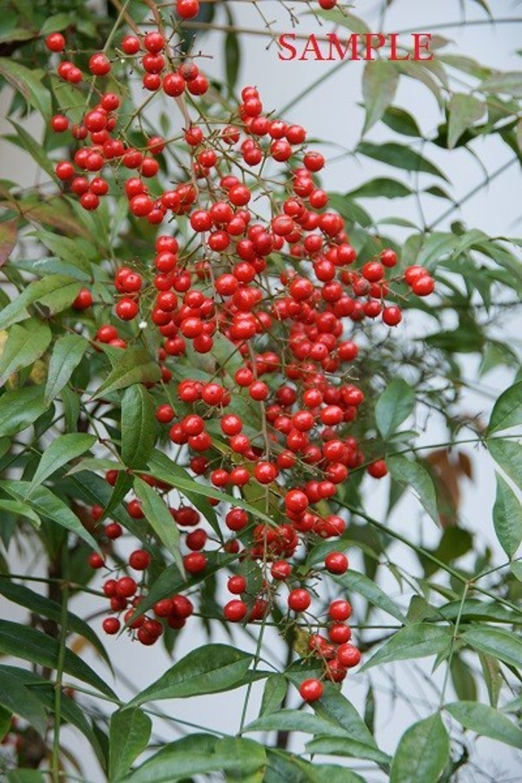 030)　秋から冬へ「可愛い植物の実」ポストカード５枚組 5枚目の画像