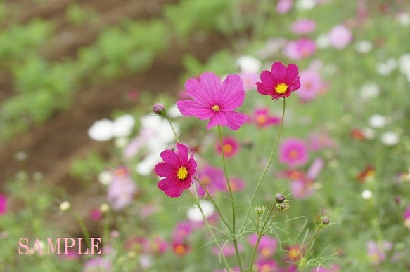 004)秋風吹いて　秋桜のポストカード5枚組 5枚目の画像