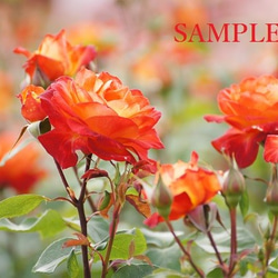 024)カラフルな薔薇の花　ポストカード5枚組 5枚目の画像