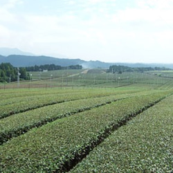 有機栽培　煎茶＆ほうじ茶（ティーバッグ） 4枚目の画像