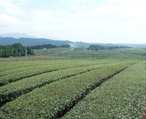 有機栽培　煎茶＆ほうじ茶（ティーバッグ） 4枚目の画像