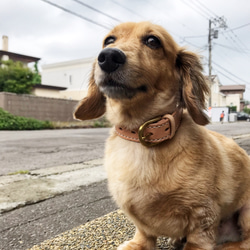 本革の手縫いで仕上げた犬の首輪 9枚目の画像