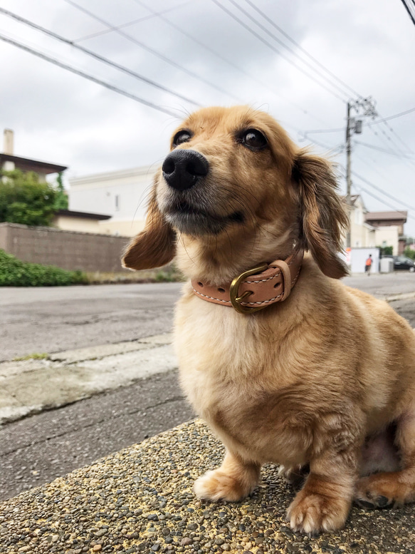 本革の手縫いで仕上げた犬の首輪 9枚目の画像