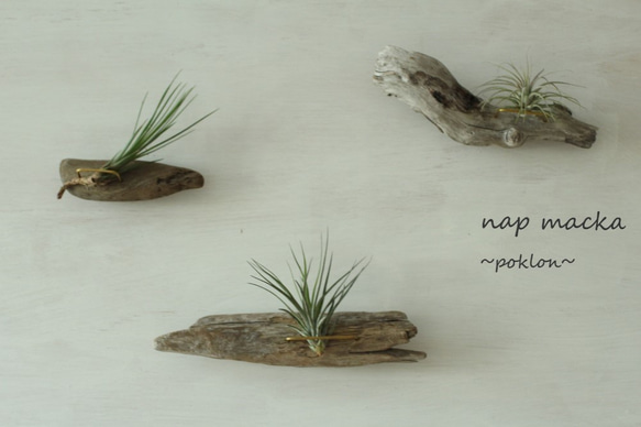 poklon~流木とエアープランツの壁掛け～ 1枚目の画像