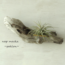 poklon~流木とエアープランツの壁掛け～ 2枚目の画像