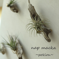 poklon~流木とエアープランツの壁掛け～ 3枚目の画像