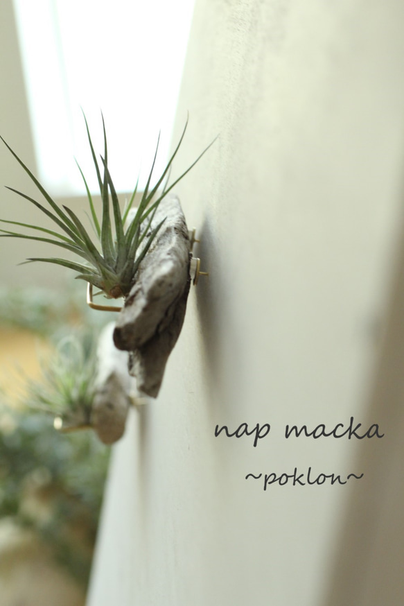 poklon~流木とエアープランツの壁掛け～ 4枚目の画像