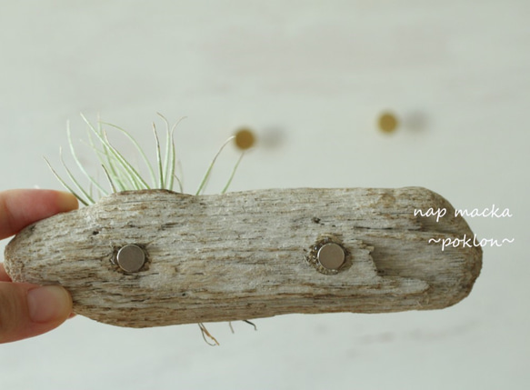 poklon~流木とエアープランツの壁掛け～ 5枚目の画像