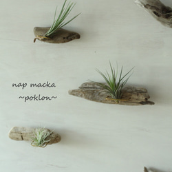 poklon~流木とエアープランツの壁掛け～ 6枚目の画像