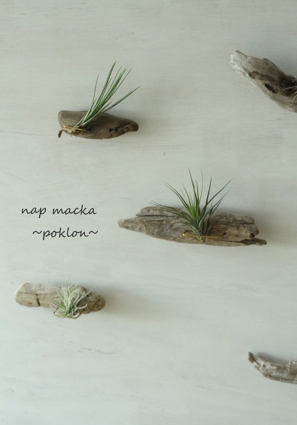 poklon~流木とエアープランツの壁掛け～ 6枚目の画像