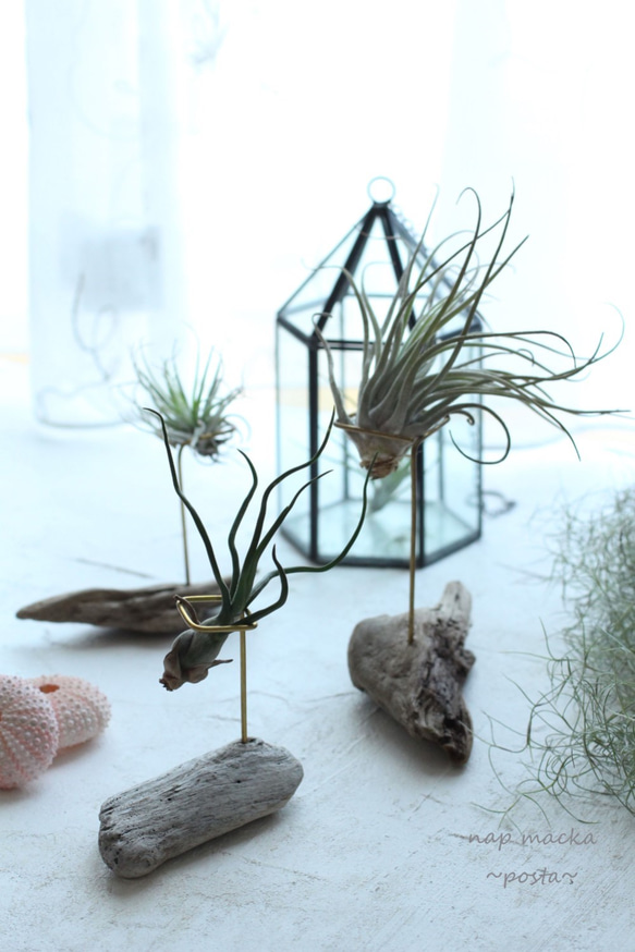 posta~エアープランツスタンド～ 1枚目の画像