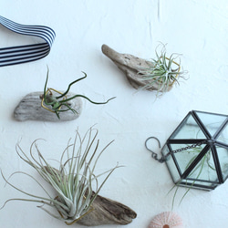 posta~エアープランツスタンド～ 2枚目の画像