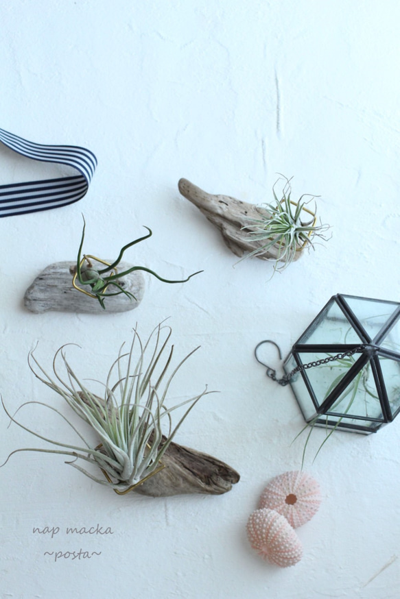 posta~エアープランツスタンド～ 2枚目の画像