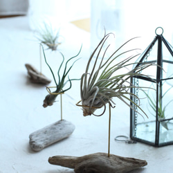 posta~エアープランツスタンド～ 3枚目の画像