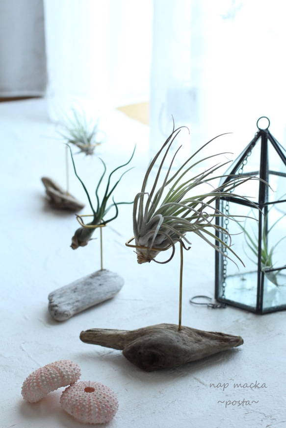 posta~エアープランツスタンド～ 3枚目の画像