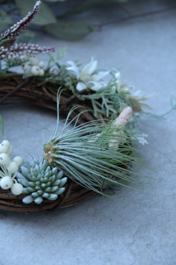 エアープランツのボタニカルリース～prsten~ 3枚目の画像