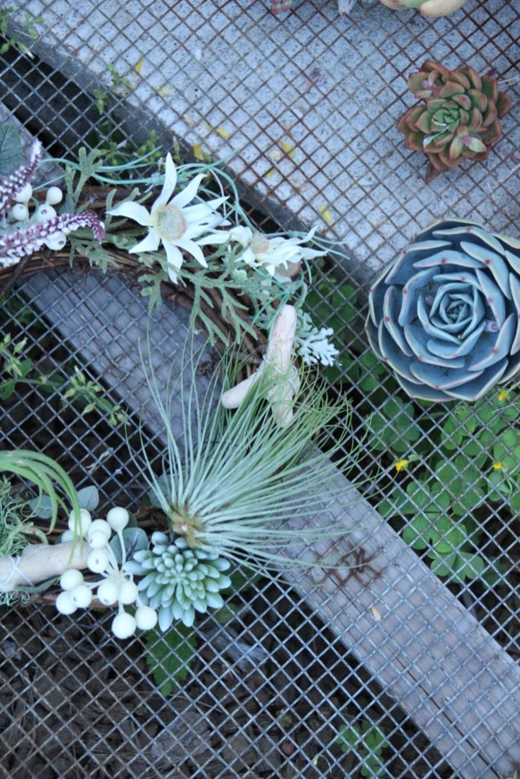 エアープランツのボタニカルリース～prsten~ 4枚目の画像