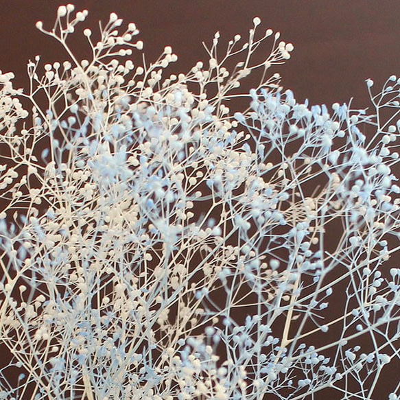 かすみ草（ブルー＆ホワイト）　プリザーブドフラワー 2枚目の画像