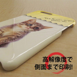 送料無料 iPhoneケース・カバー kitten sits 座る子猫 猫 iPhone12 mini 5枚目の画像