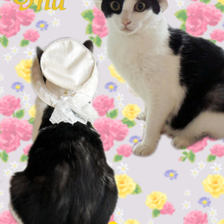 猫用ハット帽子　ホワイトハート 4枚目の画像