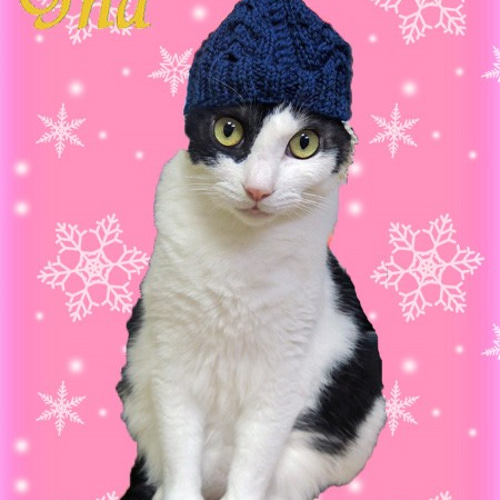 激安本物 猫用 ニット帽子 《垂れ耳猫ちゃん向け》 ペット服 チャーム