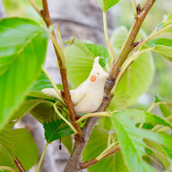 オカメインコさん箸置き　 2枚目の画像