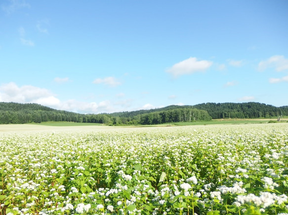 国産蜂蜜ギフト　母の日ギフト♪感謝の気持ちを込めて☆彡　ひとさじの蜂蜜で元気に～♪　180gと250g各1本セット　 4枚目の画像