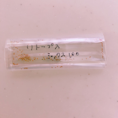 リトープス ミックス種子 100個 多肉植物 鳥のおもちゃ屋さん 通販