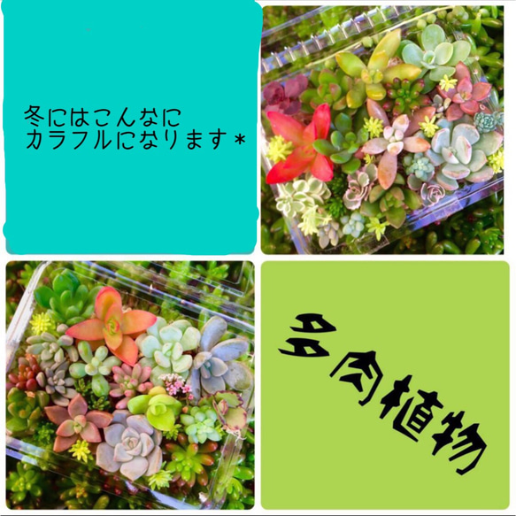 人気NO.3多肉植物 おまかせカット苗 詰め合わせ 1枚目の画像