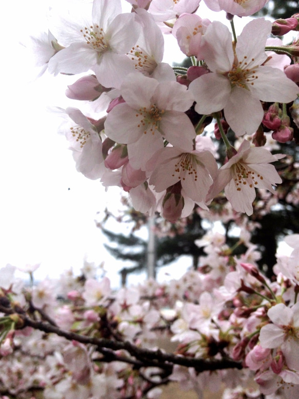 虹色イヤリング・ラウンド/桜 8枚目の画像