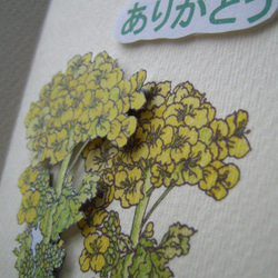 感謝カード 花さんぽシリーズ 【春黄色 菜の花】 （1枚） 2枚目の画像