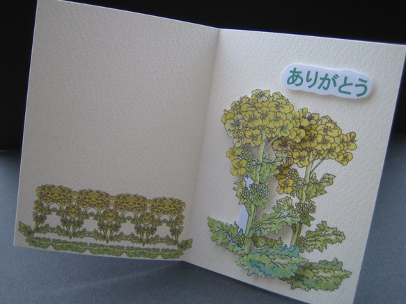 感謝カード 花さんぽシリーズ 【春黄色 菜の花】 （1枚） 3枚目の画像