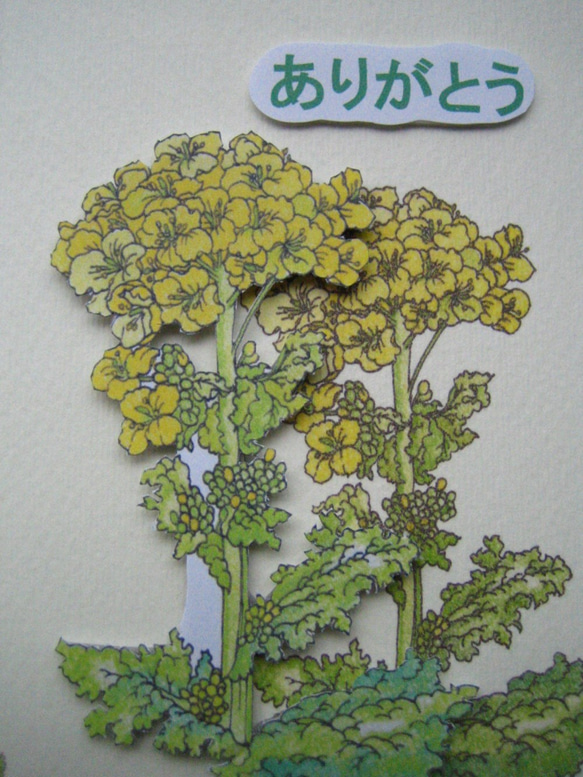 感謝カード 花さんぽシリーズ 【春黄色 菜の花】 （1枚） 4枚目の画像