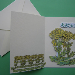 感謝カード 花さんぽシリーズ 【春黄色 菜の花】 （1枚） 5枚目の画像