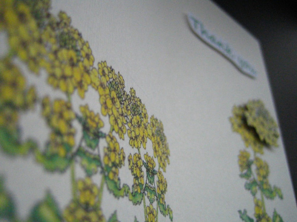 感謝カード 【春黄色 菜の花】 3枚目の画像
