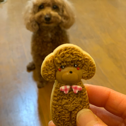 トイプードルのアイシンクッキー(french poodle’s icing cookie) 3枚目の画像