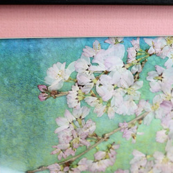 桜春はあけぼの 3枚目の画像