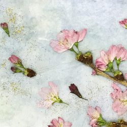 春爛漫　桜の押し花額　０2 2枚目の画像