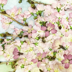 春爛漫　桜の押し花額　０2 3枚目の画像