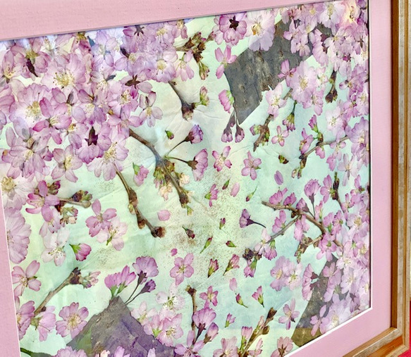 穏やかな春に舞う桜の押し花アート額 2枚目の画像